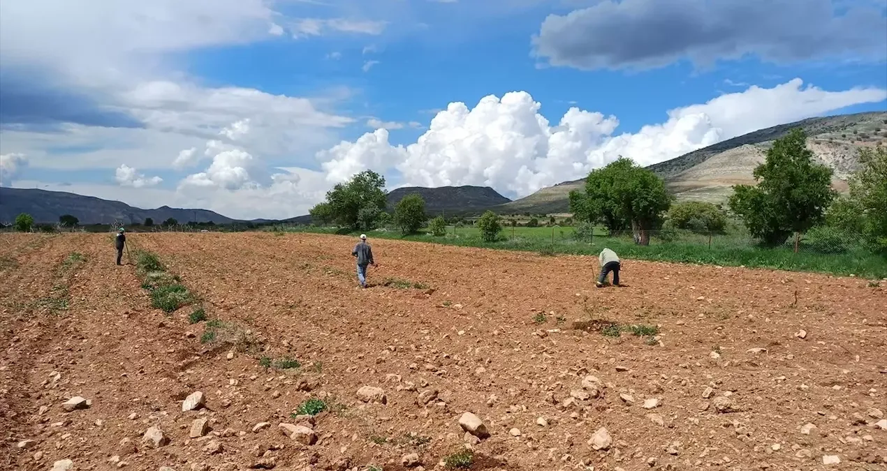 Hasat başladı, hem verim düştü hem de fiyatlar arttı