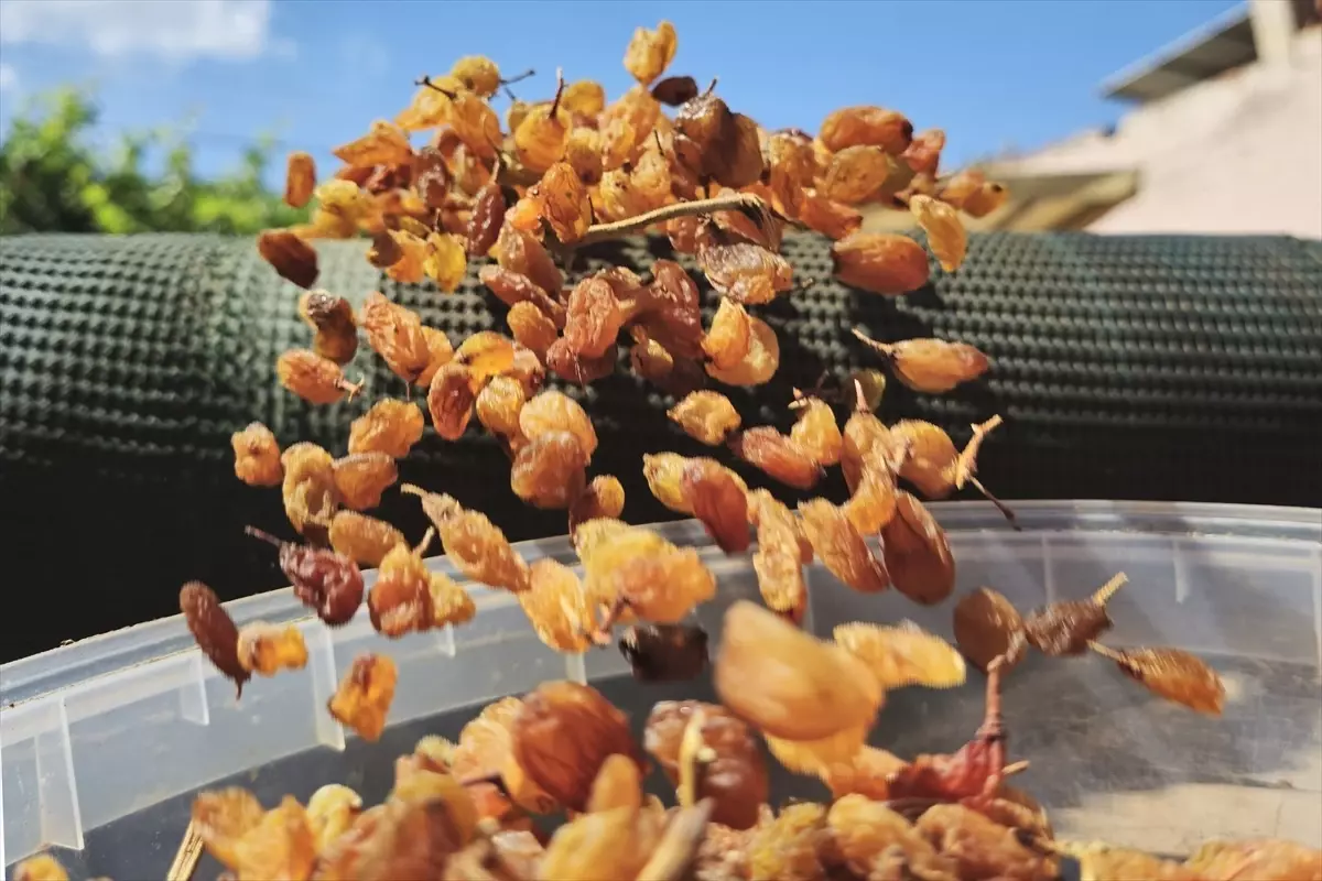 Kuru Üzüm İhracatında Rekor Gelir