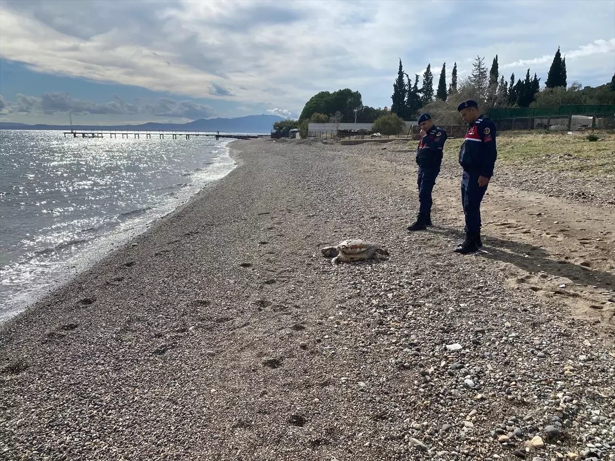 Assos’ta 2 Ölü Deniz Kaplumbağası Bulundu