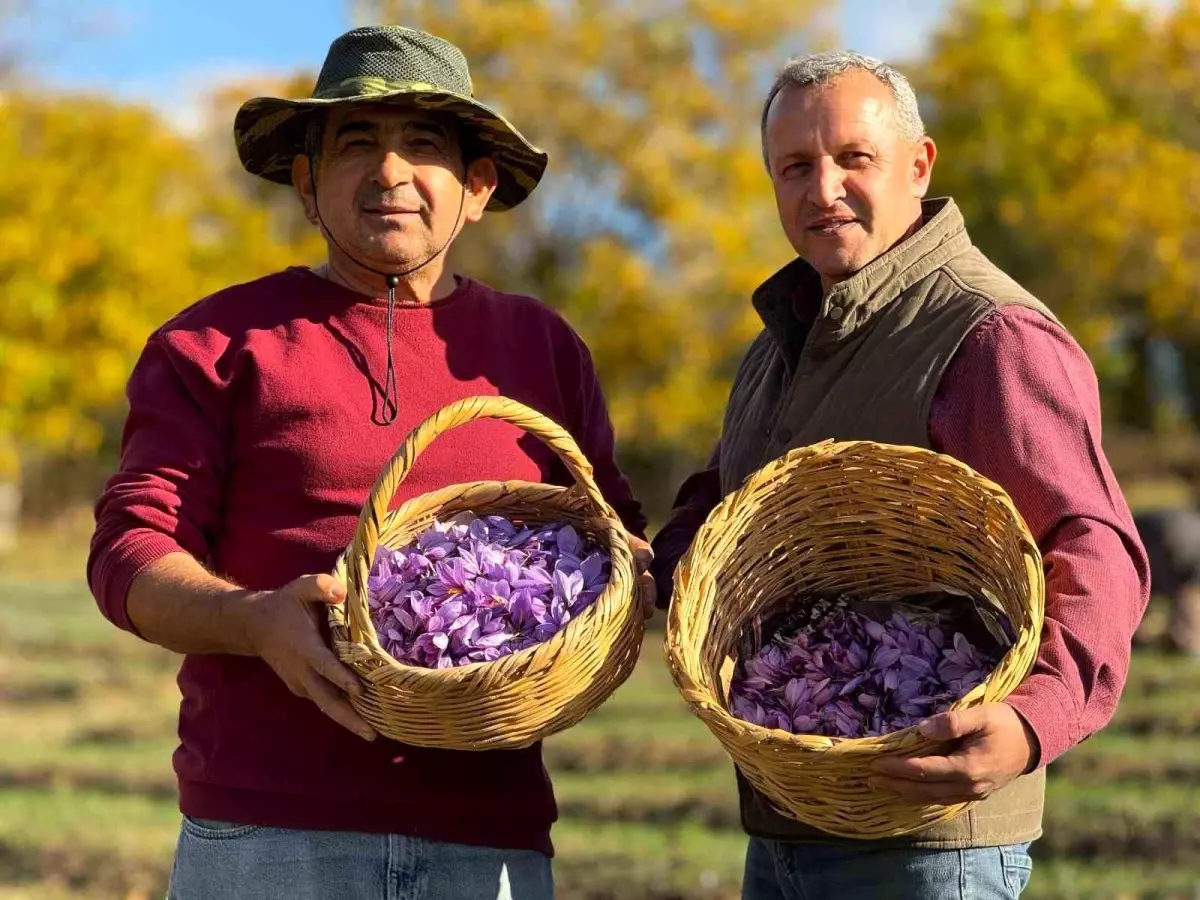 Safranbolu’da Safran Hasadı Başladı, Fiyatlar 600 bin TL’ye Ulaşıyor