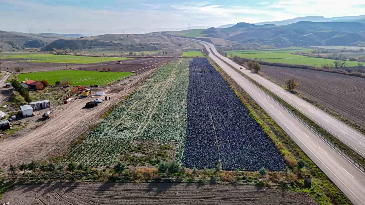 Beypazarı’nda Mor Lahana Hasadı Sona Yaklaştı