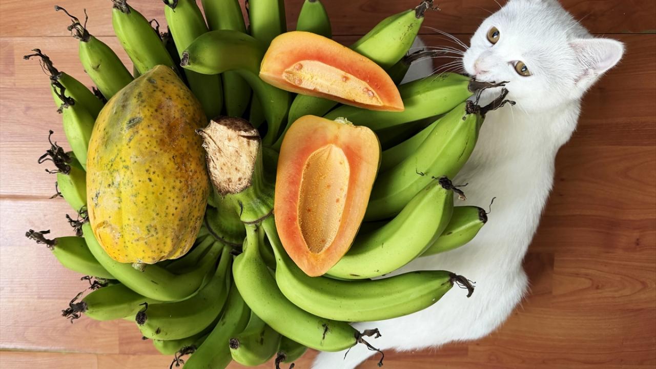 Dün alıyorduk bugün dünyaya satıyoruz: Diktikten 1 yıl sonra para basıyor!