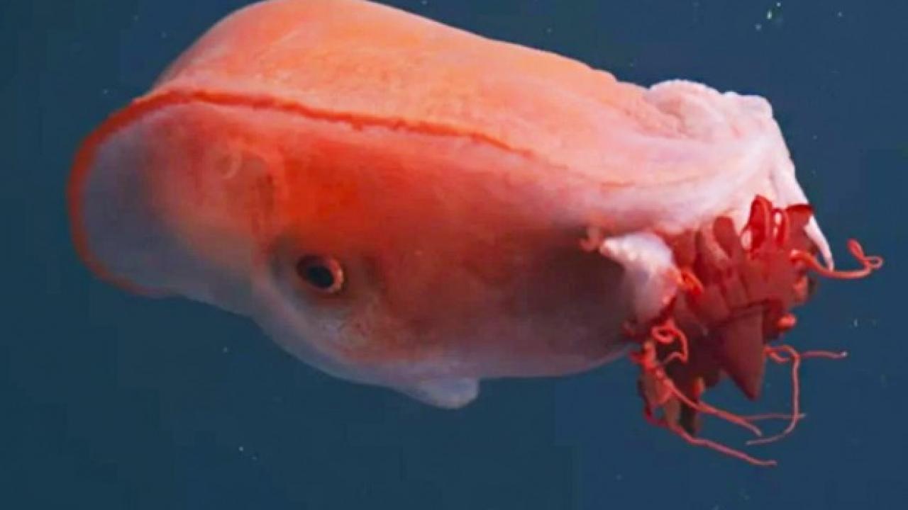 Efsanevi canlı 40 yıl sonra tekrardan görüldü