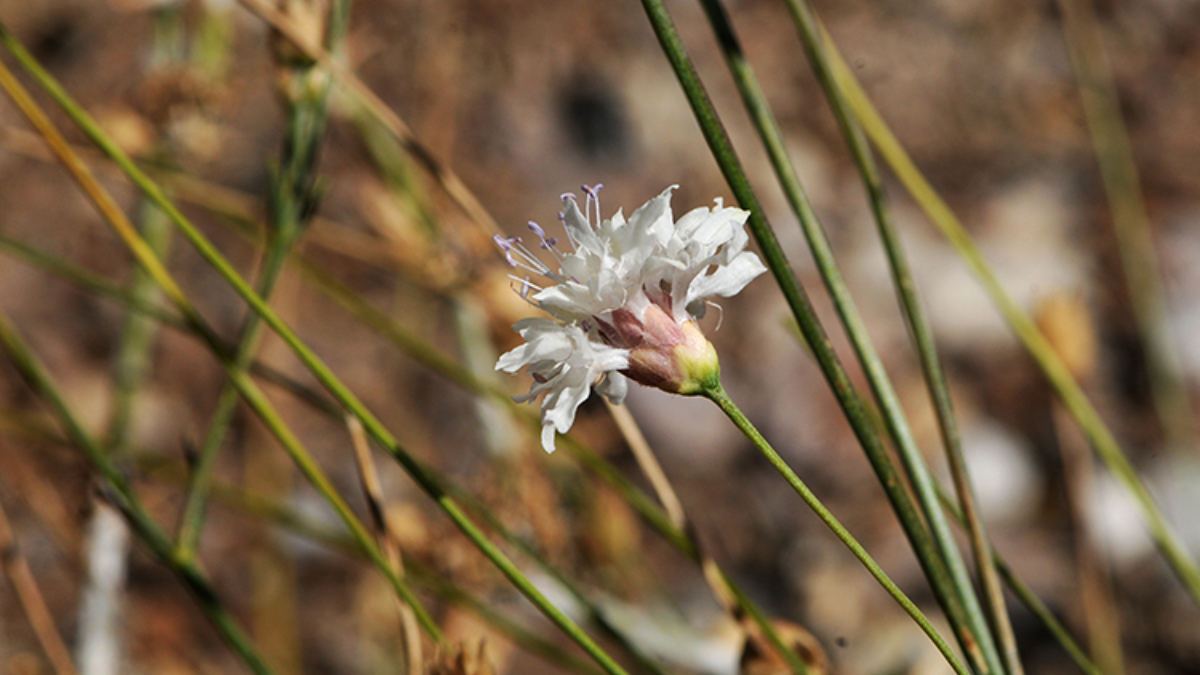 Muğla’da emekli öğretmenin doğa merakı, yeni bitki türünü ortaya çıkardı