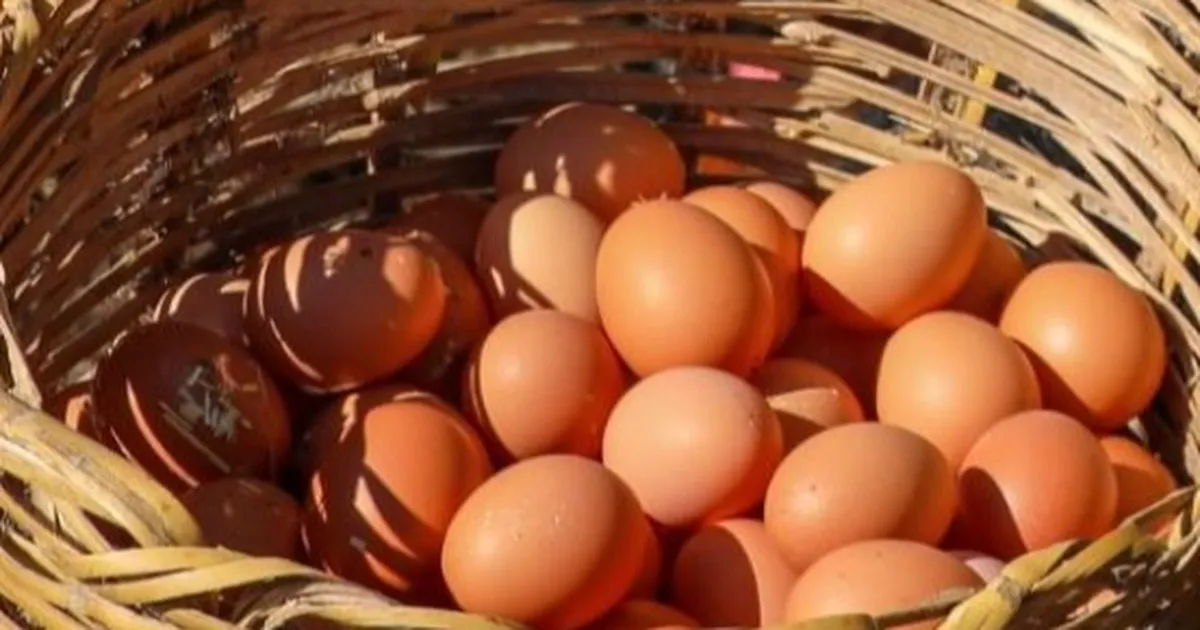 Ordu’da yumurta sektörü yeniden büyüyor