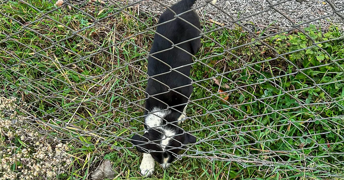Sakarya’da 11 metrelik çukurdan sağ salim kurtarıldı