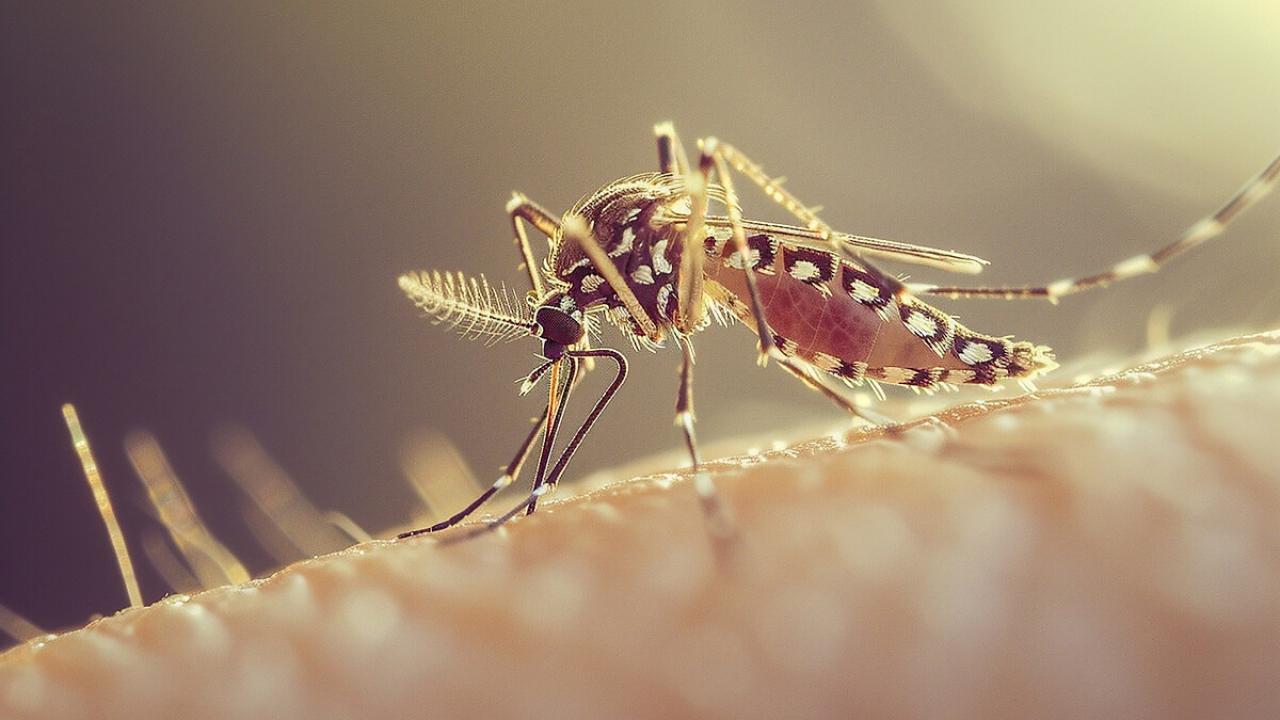 Sivrisinek kabusu! 33 kişi öldü