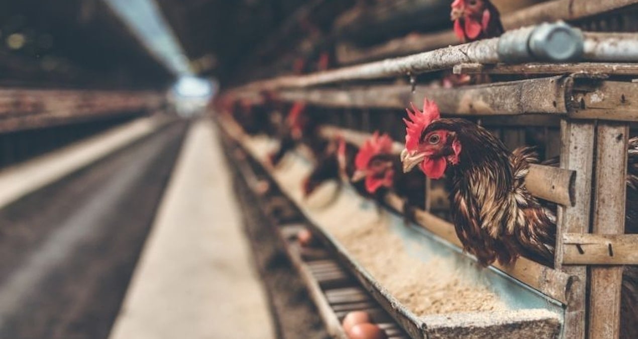 Tavukçuluk sektörünün önde gelen şirketi konkordato ilan etti