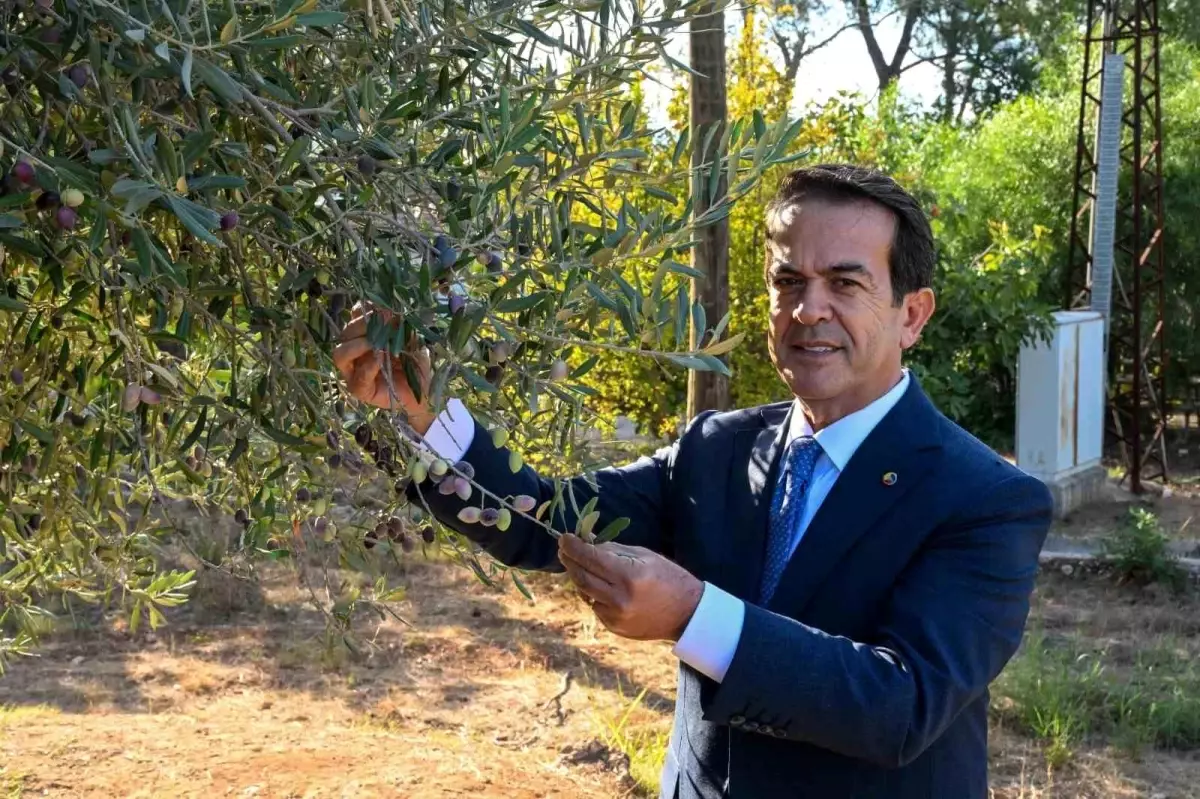 Antalya’da Zeytinyağı Yarışması 15 Ocak’ta Sona Eriyor