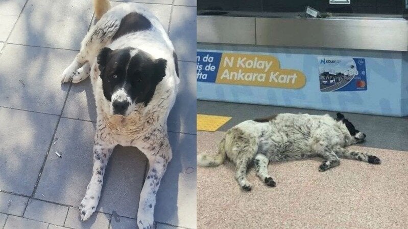 “Matmazel”i döverek katledenler işten atıldı